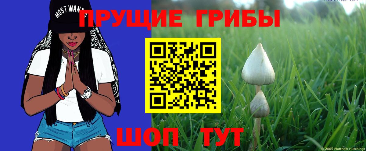 Осинники  Псилоцибиновые грибы Cubensis  где купить наркоту  Вход с VPN 